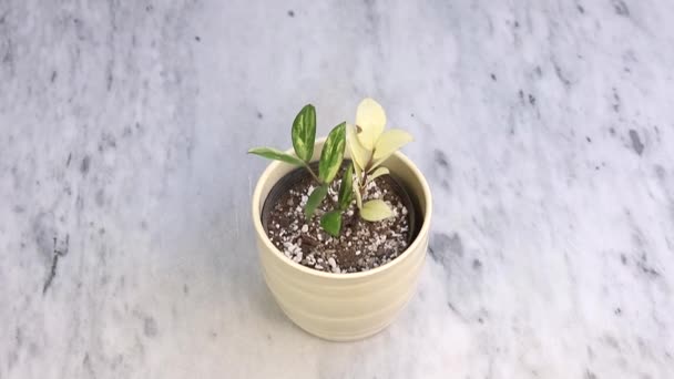 Ποικιλόμορφο Φυτό Λευκό Κεραμικό Δοχείο — Αρχείο Βίντεο