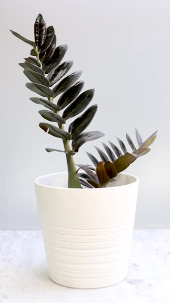 セラミックポットのザミオカルカスジャフォリアブラック植物 — ストック動画