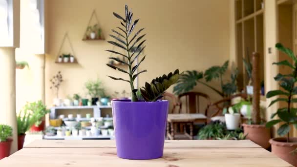Black Zamioculcas Zamiifolia Potted Plant — Stock Video