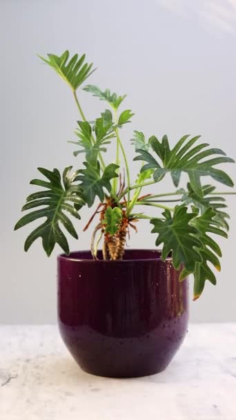 Διακοσμητικό Φυτό Εσωτερικού Χώρου Philodendron Xanadu — Αρχείο Βίντεο