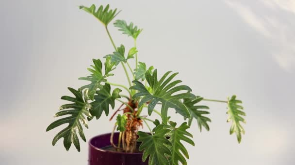 Prydnadsväxt Philodendron Split Leaf Xanadu Närbild — Stockvideo