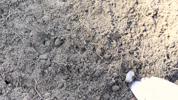 Live White Worms Soil Closeup — Stock Video
