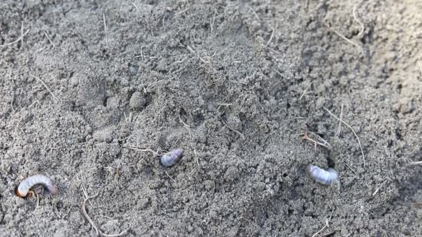 Weiße Würmer Der Erde Wurmfarm Und Kompost — Stockvideo