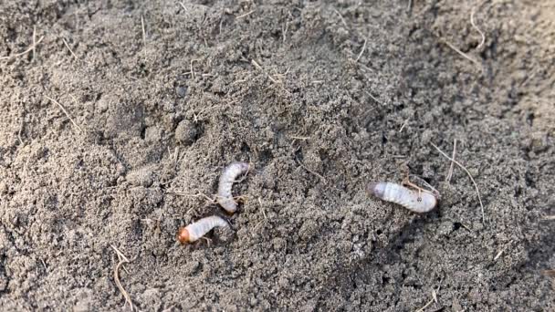 아시아의 Rhinoceros Larva Beetle Digging 숨기기 — 비디오
