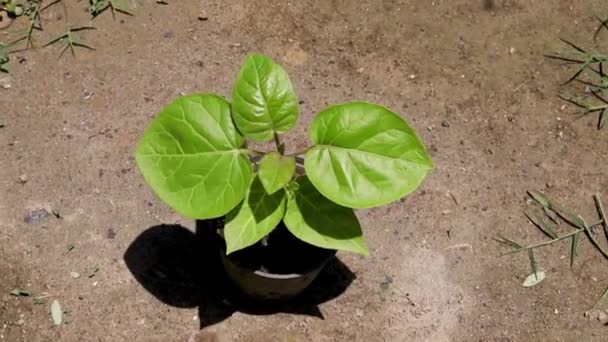 Маленькое Растение Тамарилло Пластиковом Горшке — стоковое видео