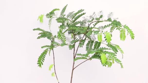Tamarind Indica Kleiner Baum Auf Weißem Hintergrund — Stockvideo