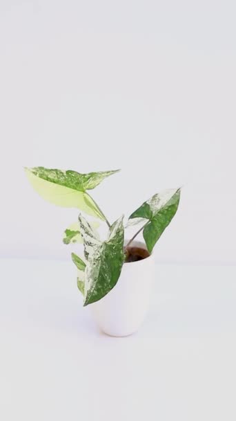 Syngonium Albo Bonte Plant Witte Keramische Pot — Stockvideo