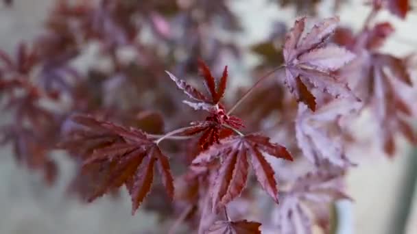 Rote Hanfpflanze Hibiscus Acetosella — Stockvideo