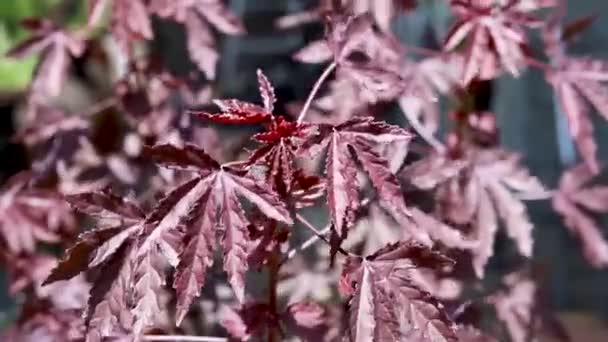 Schöne Rote Blätter Der Afrikanischen Rosemallow Pflanze Nahaufnahme — Stockvideo