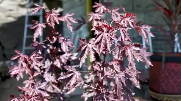 Hibiscus Acetosella Planta Día Soleado — Vídeo de stock