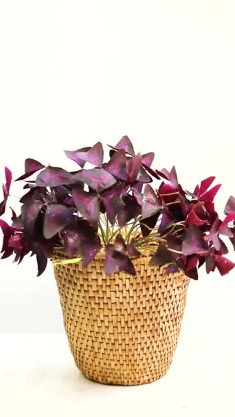 柳条篮花盆里的紫色香石粉或假香石粉 — 图库视频影像
