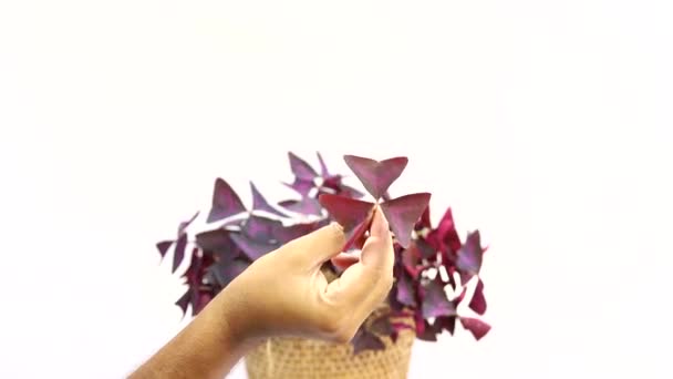Τριγωνικό Φυτό Oxalis Purple Shamrock — Αρχείο Βίντεο