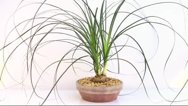 Beaucarnea Recurvata Ponytail Palm Isolated White Background — Stock Video