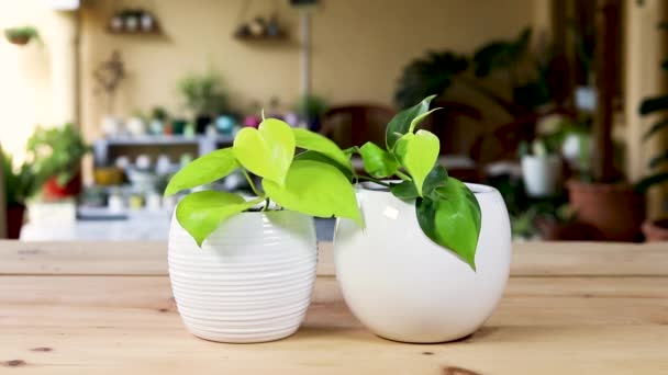 银莲花 绿叶植物在白色瓷壶中 — 图库视频影像