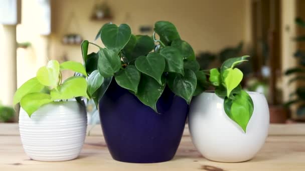 陶瓷罐中不同品种的金银花 绿叶和斑叶 — 图库视频影像
