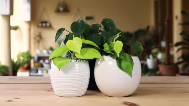 白色装饰花盆中的萤火虫石灰绿和各种巴西植物 — 图库视频影像