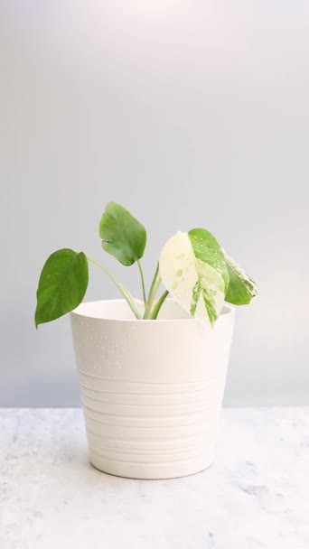 Monstera Deliciosa Albo Rara Tendendo Pequena Planta Vaso Decorativo Branco — Vídeo de Stock
