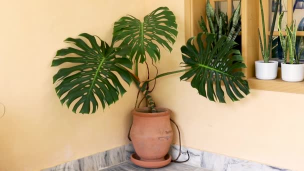 モンステラ 粘土鍋の大きい植物 — ストック動画
