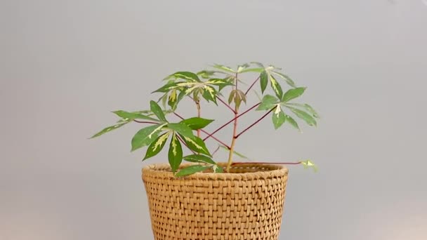 Cassava Urozmaicona Roślina Ozdobna Garnku — Wideo stockowe
