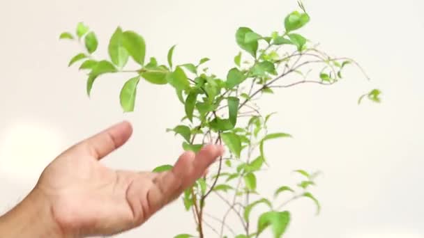 Closeup Plantas Hena Hina — Vídeo de Stock