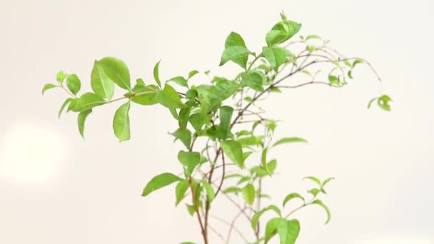 Lawsonia Inermis Henna Árvore Ramo Closeup — Vídeo de Stock