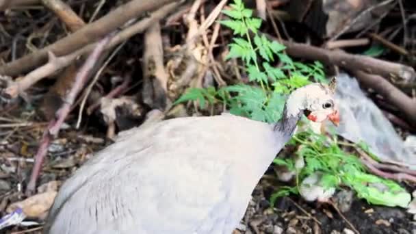 Halmeted Guineafowl Hen Her Chicks — Stock Video