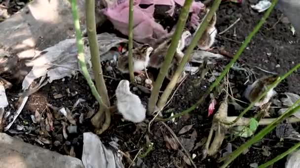 森林里的几只小鸟 — 图库视频影像