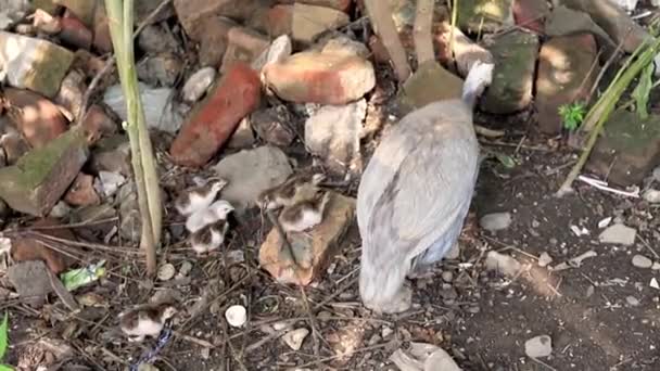Pájaro Guinea Con Sus Keets Patio Trasero — Vídeos de Stock
