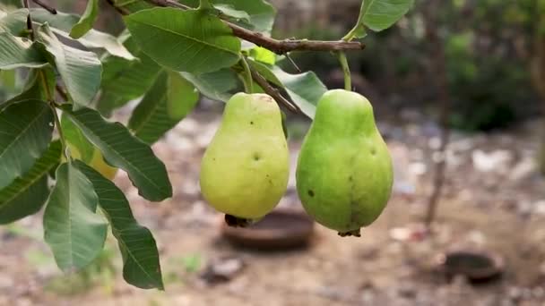 Guava Meyvesi Bir Ağaç Dalında Yakın Plan — Stok video