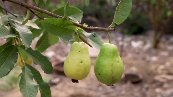 Guava Färsk Frukt Hängande Ett Träd — Stockvideo