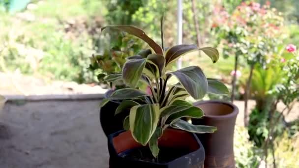 Gyönyörű Díszítő Dracaena Növény Közelkép — Stock videók