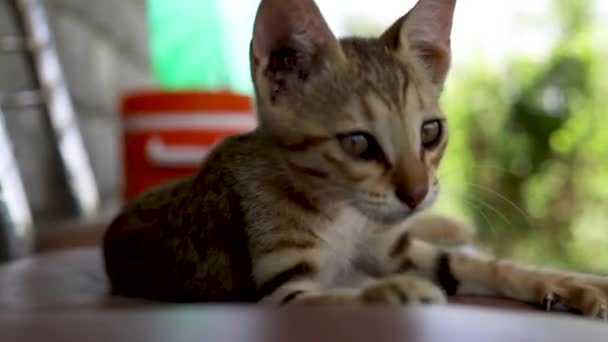 Кіт Грає Стільці Нюхає Камеру Крупним Планом — стокове відео