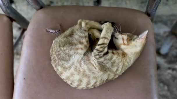 Дикий Бродячий Котёнок Играющий Хвостом — стоковое видео