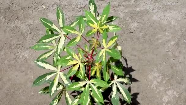Díszítő Mániákus Változatos Növény Tetejére Néző — Stock videók