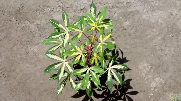 Manihot Esculenta Zierpflanze Isoliert Auf Weißem Hintergrund — Stockvideo