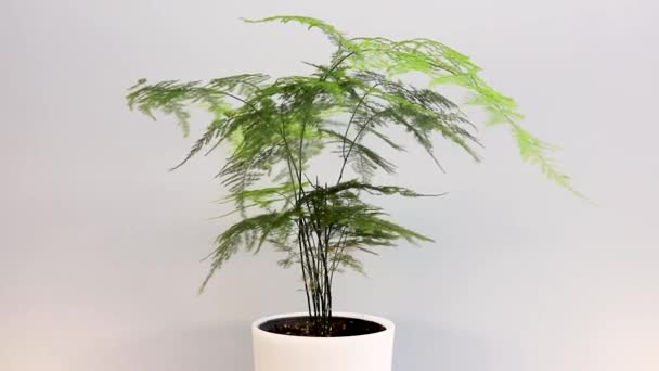 Plumosa Fern Also Known Asparagus Fern White Decorative Pot — Stock Video