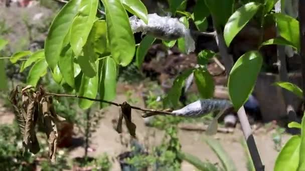 应用空气分层技术在枝条上再植或再生新根系的植株繁殖 — 图库视频影像