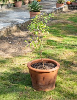 Mehandi 'nin killi saksıdaki küçük bitkisi.