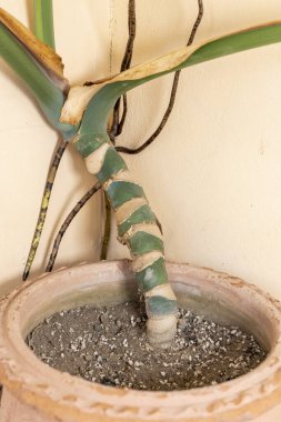 Monstera deliciosa hava kökleri yakın çekim