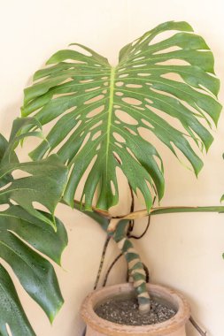 İsviçre peyniri ya da bölünmüş yapraklı fildişi tropikal bitki yakın plan