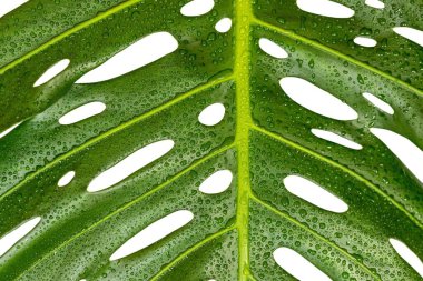 Monstera deliciosa İsviçre peyniri yaprağı yakın plan