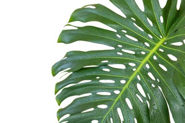 Monstera deliciosa veya İsviçre peyniri. Kopya alanı olan büyük yeşil yaprak.