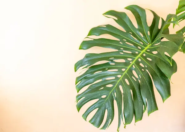 Monstera deliciosa swiss cheese plant big leaf closeup with copy space