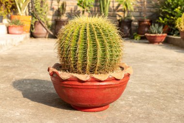 Güzel Echinocactus grusonii altın varil kaktüsü Sarı keskin dikenli yakın plan