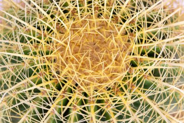 Echinocactus grusonii altın varil kaktüs veya altın top üst görünümü