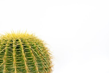 Altın fıçı kaktüs echinocactus frusonii beyaz arka planda izole edilmiş.