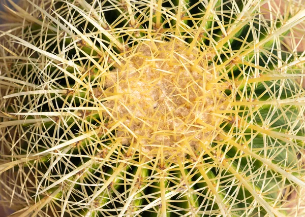 Echinocactus grusonii altın varil kaktüs yakın çekim