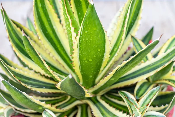 stock image Agave green leaves with yellow edges closeup view