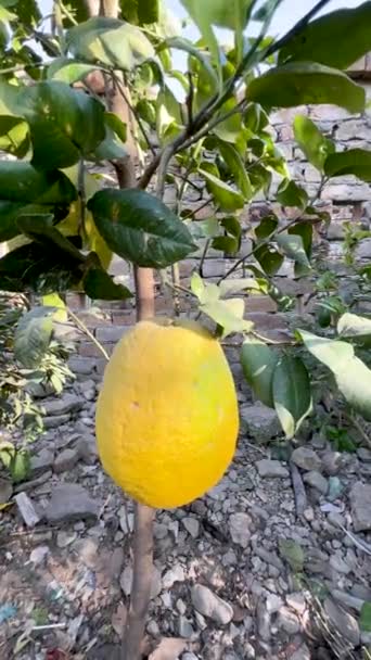 Primer Plano Galgal Colina Limón Fruta Madura Árbol — Vídeos de Stock