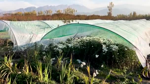 Chrysanthemums Flowers Growing Greenhouse Fields Pakistan — Stock Video